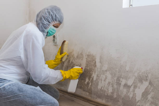 Best Residential Mold Remediation in Holly Hill, FL