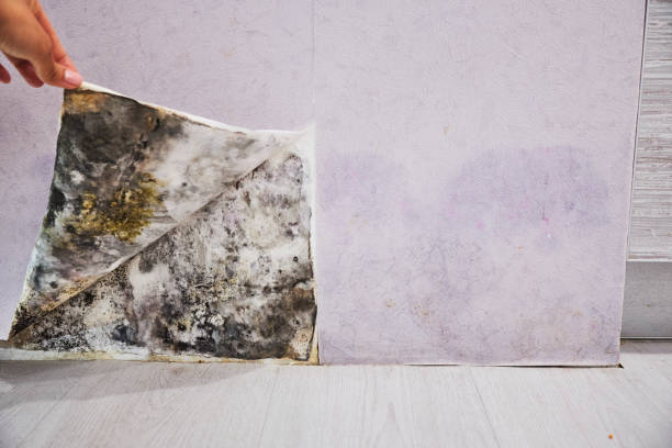 Best Preventive Mold Services in Holly Hill, FL
